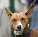 Dogobundi Basenji Th. Ernst (9)